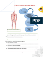 El Sistema Circulatorio en El Cuerpo Humano