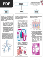 Bronquio - Mapa Conceptual