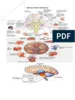 Resumen de Los Nervios Pares Craneales