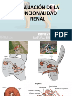 Sistema Renal Veterinaria