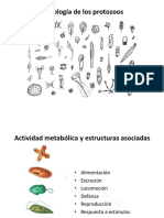 Morfología de Los Protozoos