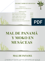 Mal de Panama y Moko de Musacea