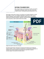 Sistema Tegumentario