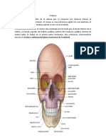 Neurocráneo