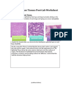 Mammalian Tissues Post-Lab Worksheet