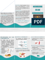 Triptico de Metabolismo de Los Carbohidratos