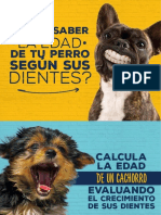 Como Saber La Edad de Tu Perro