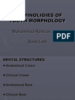 Terminoligies of Tooth Morphology