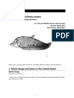 Clown Knifefish (Chitala Ornata) : Ecological Risk Screening Summary