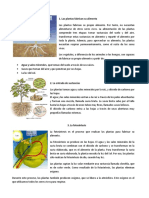 La Nutrición de Las Plantas