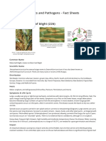 Maize Northern Leaf Blight 226