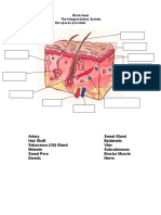 Worksheet The Integumentary System