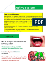 Digestive System: Learning Objectives