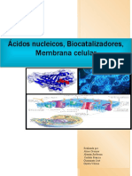 Ácidos Nucleicos