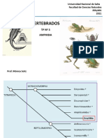 TP 3-Clase-Amphibia-2021