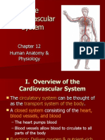 Cardiovascular System - Kd13