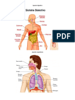 Aparato Digestivo Aparato Respiratorio Sistema Nervioso Sistema Endocrino