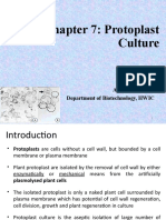 Chapter 7 Protoplast Culture