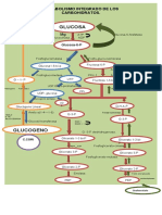 Metabolismo Integrado