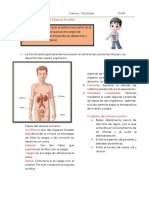 Sistema Excretor