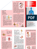 Folleto Sistema Digestivo