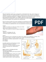 Anatomía y Fisiología Del Codo Superficies Articulares Paleta Humeral Movimientos