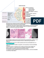 Patología Mama