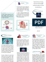 Triptico Sistema Circulatorio