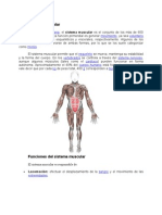 Sistema Muscular - Toño