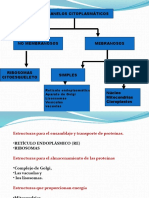 TE8 Los Organelos Citoplasmaticos