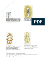 Repotenciaciones Limpieza y Proteccion Aurica