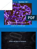 Section 19-1: Vibrio Cholerae