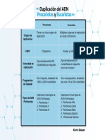 Duplicación Del ADN Procariota y Eucariota - Kevin Gaspar