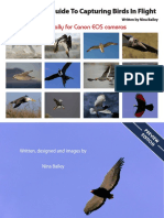 Preview EG Birds in Flight