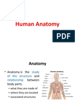 Human Anatomy