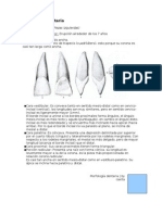 Morfología Dentaria