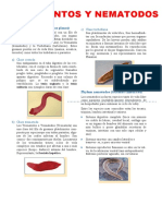 Platelmintos y Nematodos