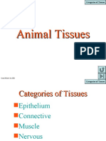 Animal Tissue