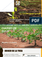 Cultivo de YUCA (GRUPO 7) Wanderly y Jhonatan