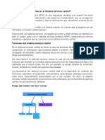 Qué Es El Sistema Nervioso Central