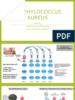 Staphylococcus Aureus