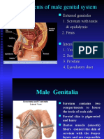 External Genetal