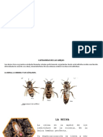 Categorías Abejas