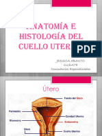 Anatomía e Histología Del Cuello Uterino