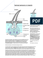 Insect Mechanoreceptors