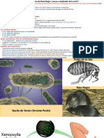 5.2. Las Epidemias de Peste Negra