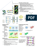 DNA Structure and Replication