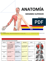 Anatoma Resumenmsculos Miembrosuperior 140209181256 Phpapp02