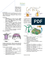 Cnidócitos