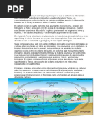 Ciclo Del Carbono